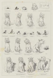 Pussys Albtraum